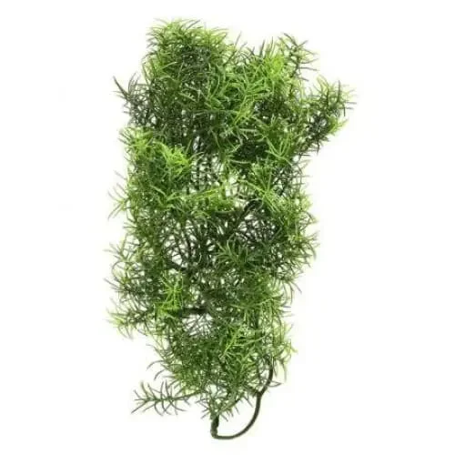 - Dog disposable foam shower gelZoo Med Casuarina Bush Plant Medium