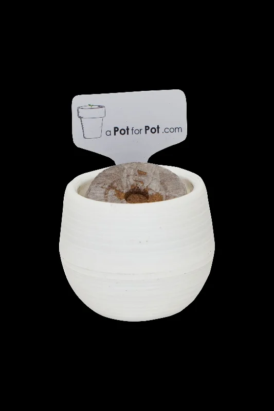 ---A Pot For Pot Seed Starting Kit