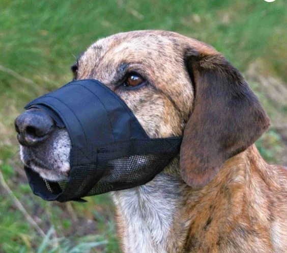 - Chinchilla cooling ice nest ceramic plateMuzzle with net insert, nylon S–M, black