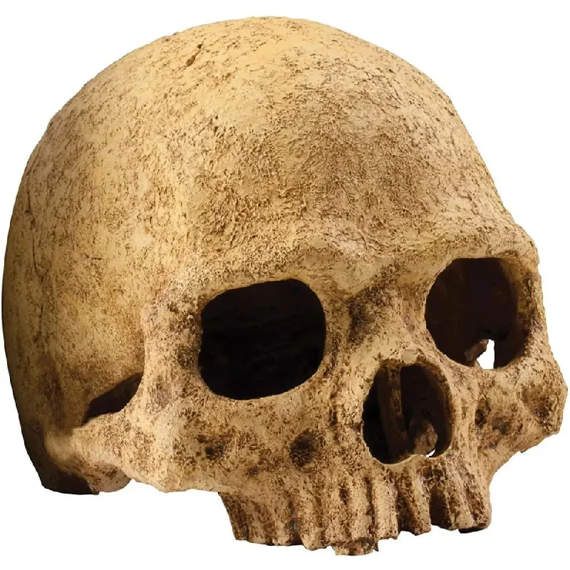 - Natural latex pet mattressExo Terra Terrarium Primate Skull Decoration