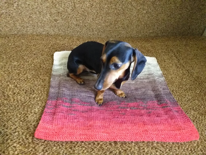 - Deodorizing cat litter tofu litterHandmade knitted wool blanket for dog, cat, dachshund, cozy warm pet wool blanket, knitted blanket for dogs or cats - Deodorizing cat litter tofu litterHandmade knitted wool blanket for dog, cat, dachshund, cozy warm pet wool blanket, knitted blanket for dogs or cats