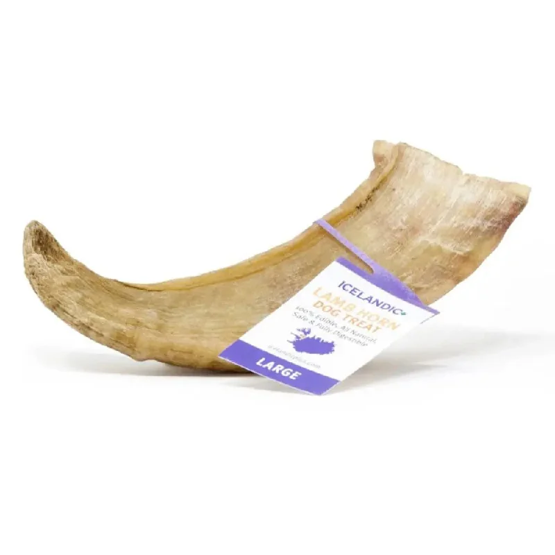 ---Icelandic+ Large Lamb Horn Individual