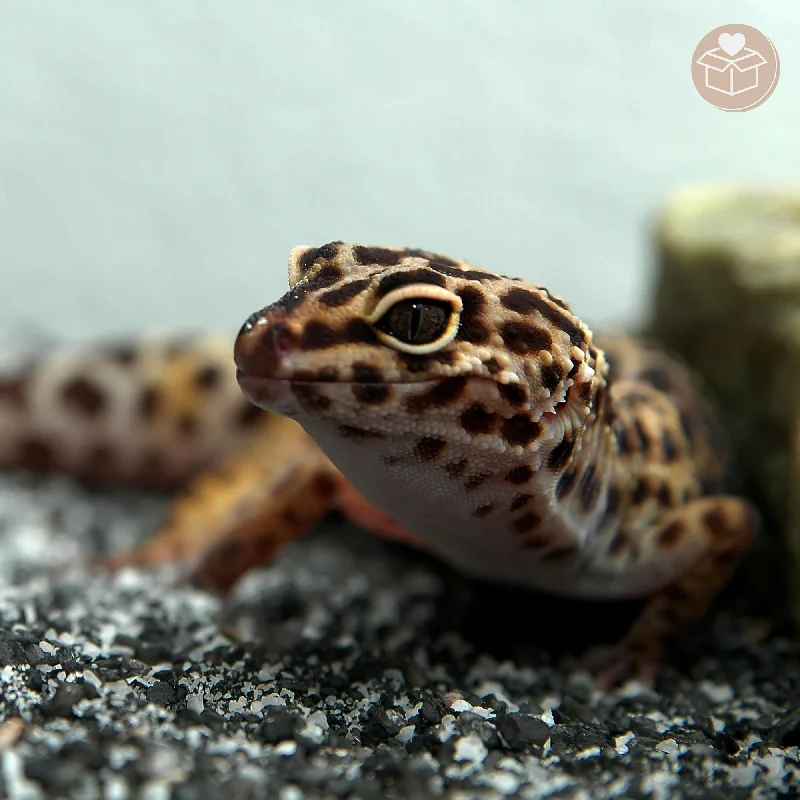 - Remote interactive pet feederSend Supplies to Rescued Reptiles
