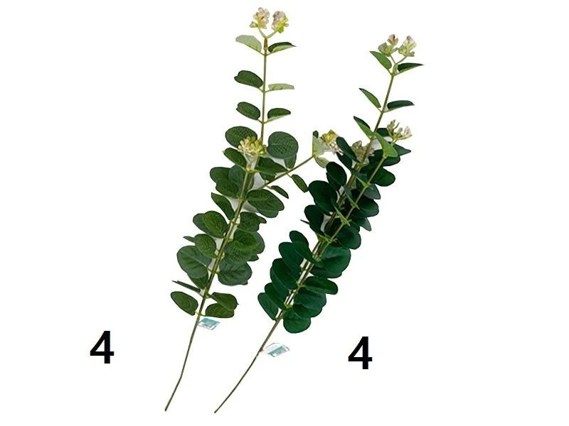 - Custom pet birthday cakeEucalyptus Bush