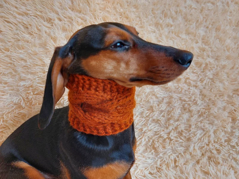 - Pet smart GPS locatorwarm winter woolen snood for dog - warm snood for dog with braid on the neck - clothes for a dachshund - Pet smart GPS locatorwarm winter woolen snood for dog - warm snood for dog with braid on the neck - clothes for a dachshund