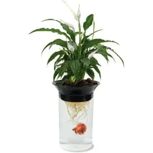 - Remote interactive pet feederPenn Plax Nature's Aqua-Ponic Planter & Fish Habitat